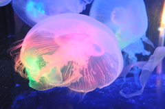 箱根園水族館のクラゲ