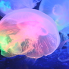 箱根園水族館のクラゲ