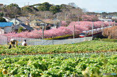 春の陽