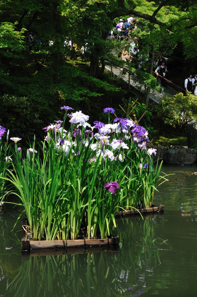 長谷寺の花ショウブ(2)