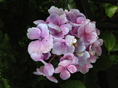 雨の紫陽花