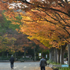 茅ヶ崎中央公園の紅葉(1)