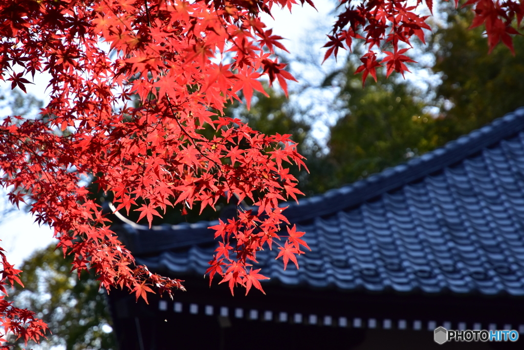 長谷寺(4)