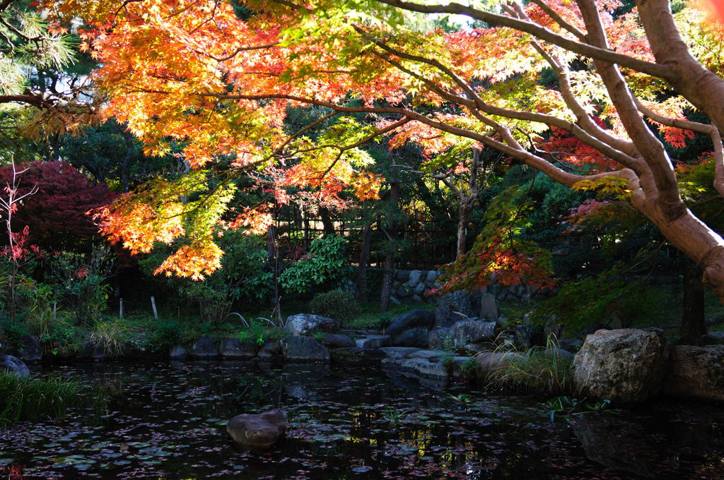 茅ヶ崎・高砂緑地の紅葉