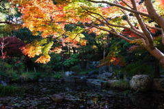 茅ヶ崎・高砂緑地の紅葉