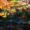 茅ヶ崎・高砂緑地の紅葉