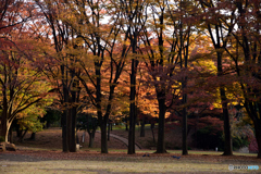 茅ヶ崎中央公園の紅葉(3)