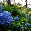 小田原城址公園の紫陽花(3)