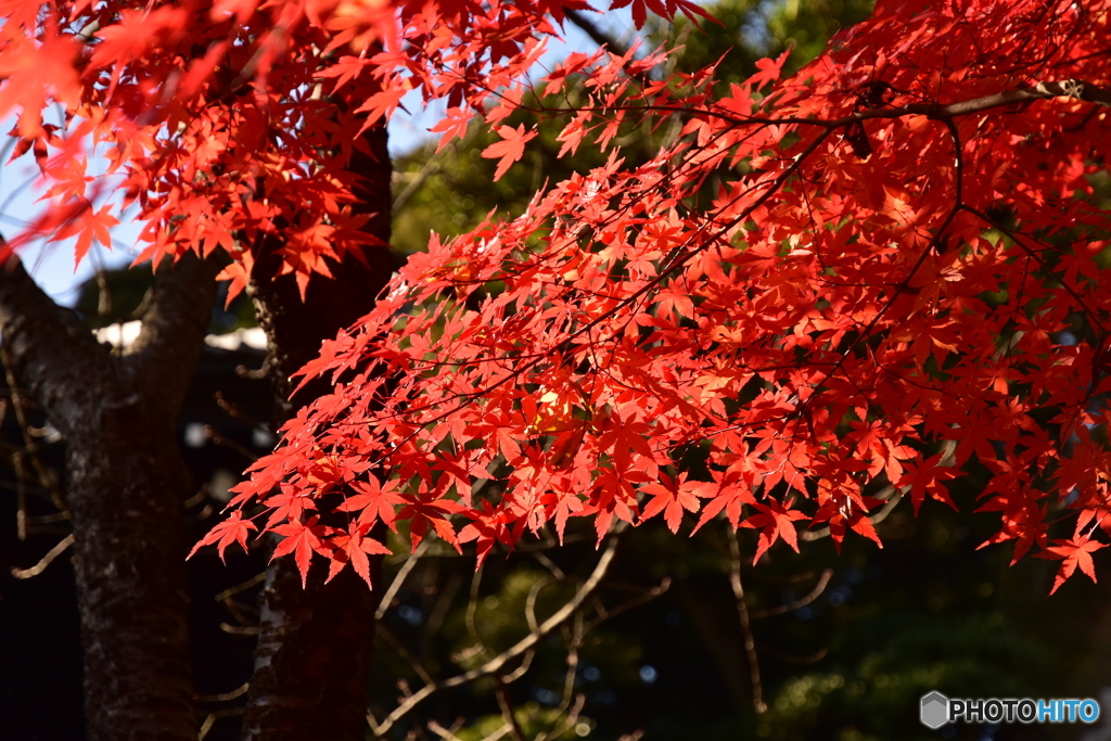 長谷寺(6)