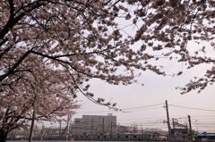 大船の桜