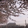 大船の桜