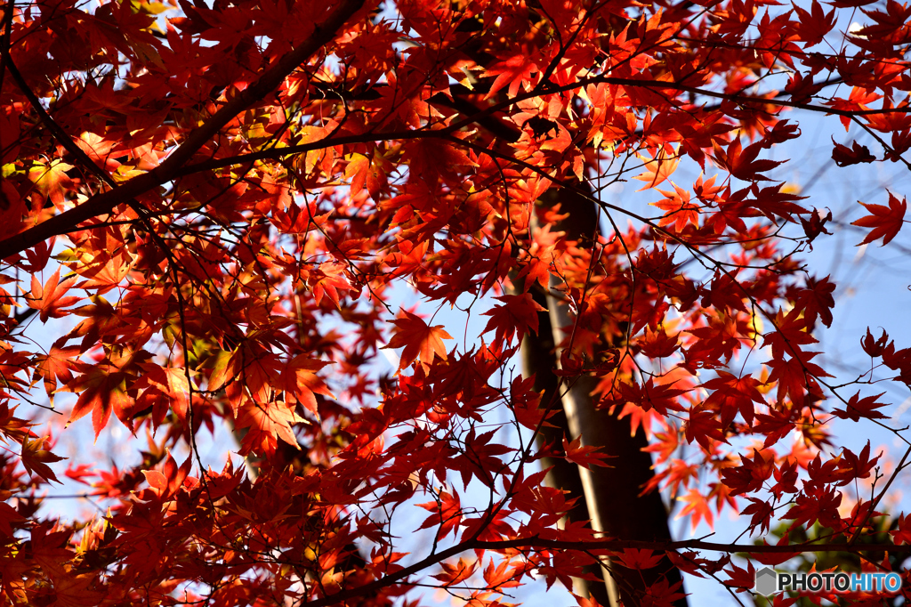 茅ヶ崎中央公園の紅葉(2)