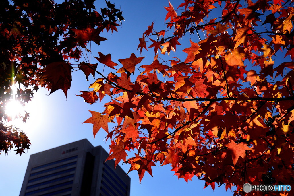 みなとみらいの紅葉