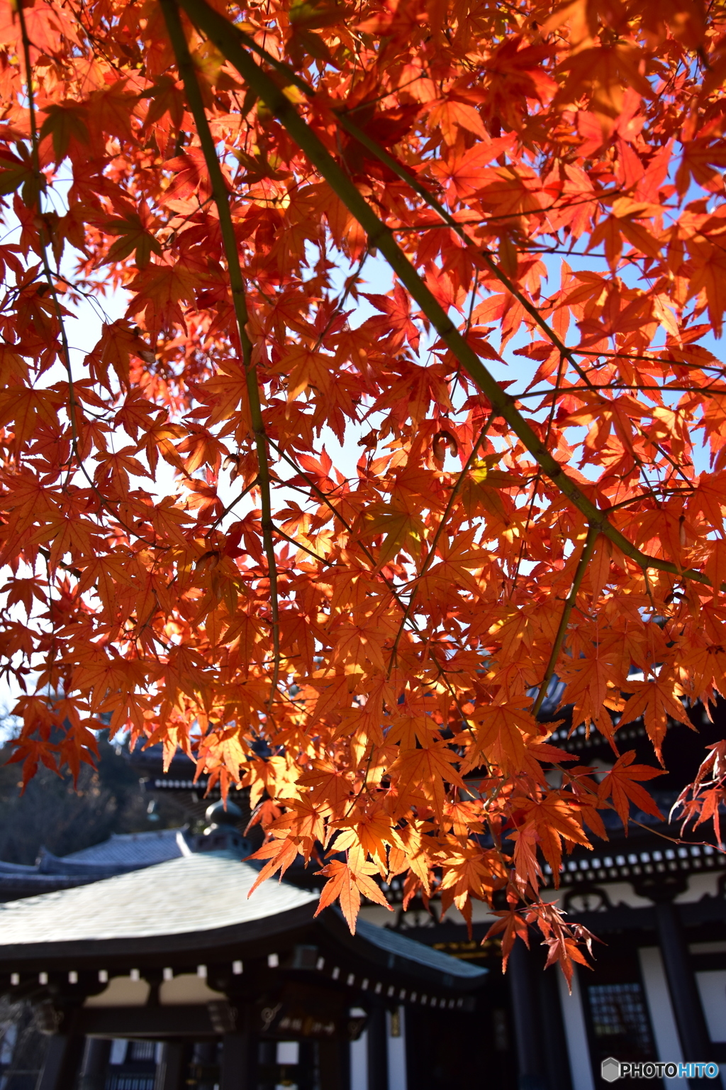 長谷寺(5)