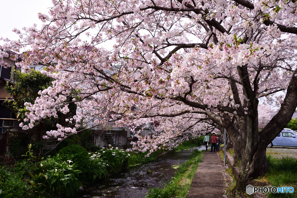 源兵衛川の桜(1)
