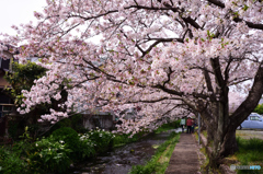 源兵衛川の桜(1)