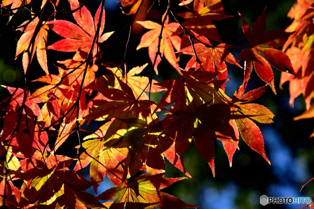茅ヶ崎中央公園の紅葉(1)