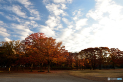茅ヶ崎中央公園の紅葉(2)