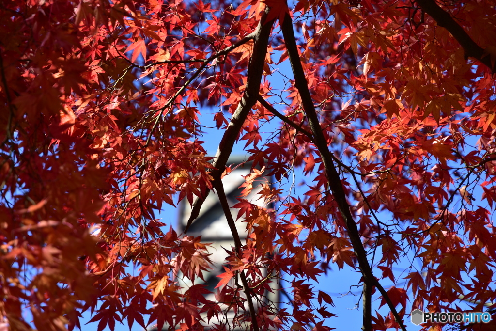 韮山反射炉の紅葉(1)