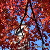 韮山反射炉の紅葉(1)