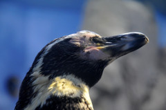 ペンギンさらにアップ