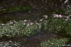 川面の花びら