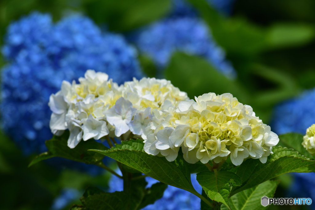 小田原城址公園の紫陽花