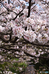 源兵衛川の桜(2)