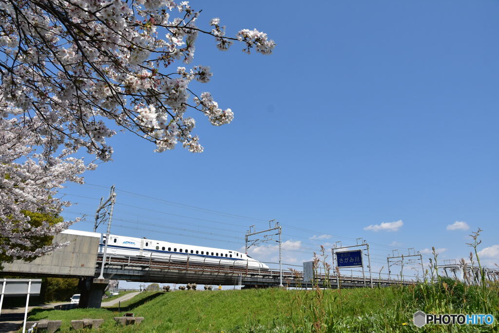 桜の下