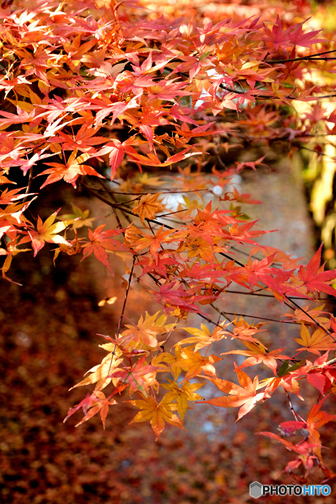 鶴岡八幡宮(2)