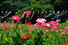 くりはま花の国のポピー(1)