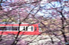 桜色の疾走