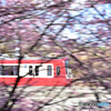 桜色の疾走