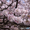 源兵衛川の桜(3)