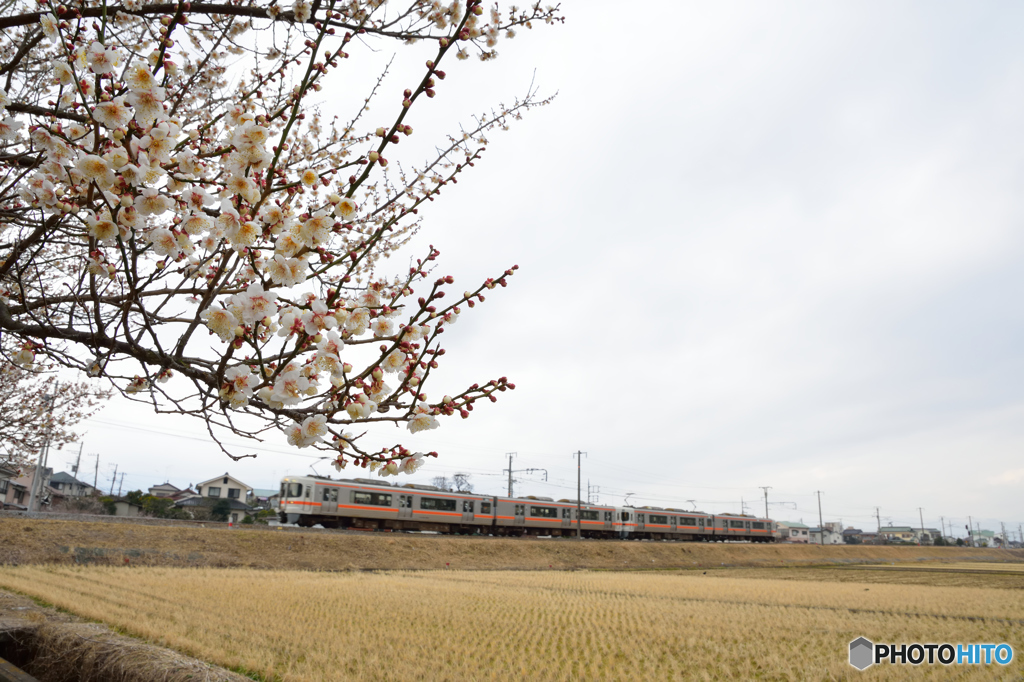 曽我梅林を走る御殿場線313系