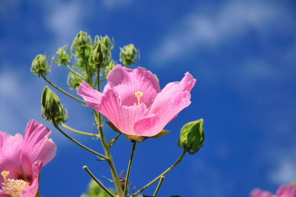 酔芙蓉の花