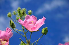 酔芙蓉の花