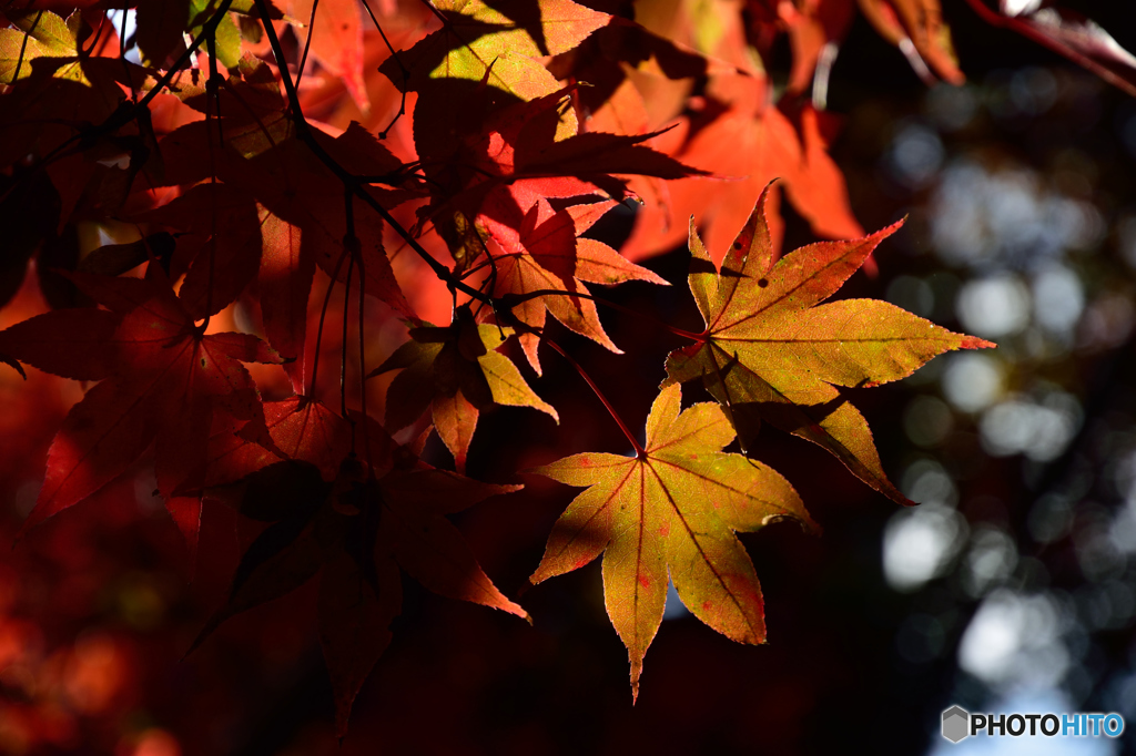 紅葉 木漏れ日