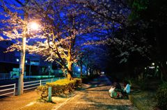 茅ヶ崎中央公園の夜桜(2)