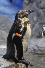 瞑想中のペンギン