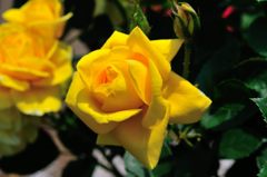 黄色い薔薇(2)
