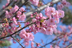 ニコン横浜製作所前の河津桜