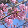ニコン横浜製作所前の河津桜