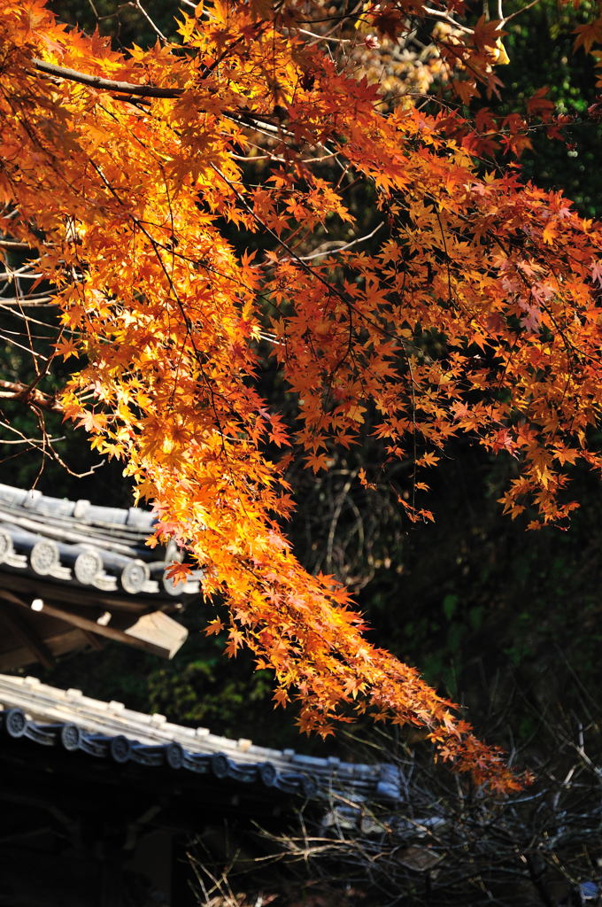 明月院・その４