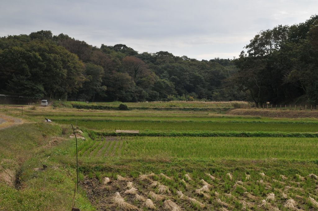 里山公園の風景