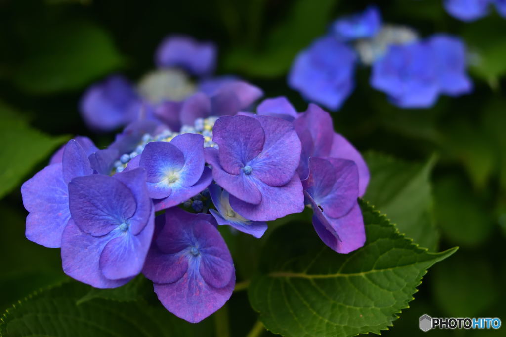 ニコン横浜製作所前の紫陽花