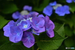 ニコン横浜製作所前の紫陽花