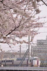 大船の桜