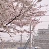 大船の桜