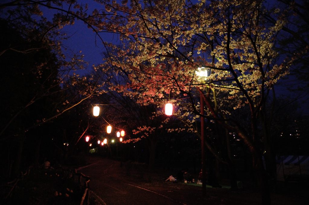 茅ヶ崎中央公園の夜桜(1)